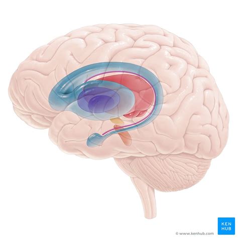 The basal ganglia or basal nuclei are clumps of gray mass located below the cortex in the depth of both cerebral hemispheres. Basal ganglia: Gross anatomy and function | Kenhub