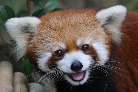 Happy Red Panda