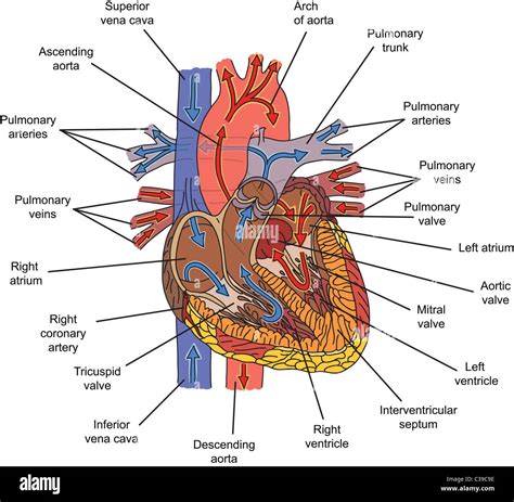 Structure Of Human Heart And Blood Flow Illustration Stock Photo Alamy