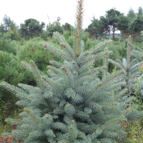 Eglė Dygioji Picea Pungens Mačių Medelynas