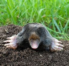 Once they've started digging holes in your yard, it'll be very hard to get rid of them as your yard just keeps getting torn up more and more. 3 Steps for Detecting Moles in Your Yard | Mole Control Dayton