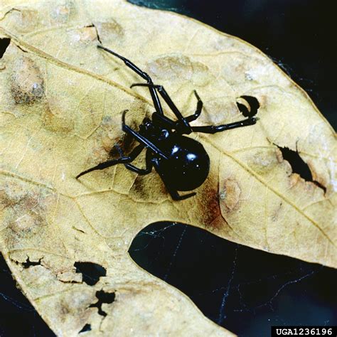 Black Widow Spider Latrodectus Mactans Araneae Theridiidae 1236196