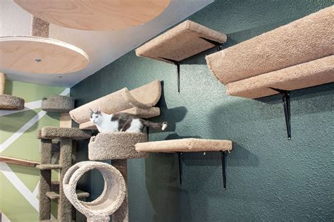 Amazing Cat Superhighway From The Catification Couple Cat Trees Diy