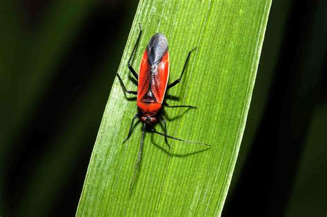 10 Stunning Red And Black Garden Bugs