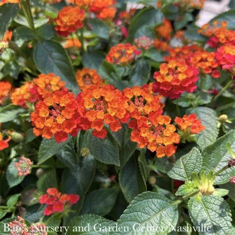 S Seasonal Color Mixed Planters P Lantana Hot Blooded Tropical Bates Nursery Garden Center