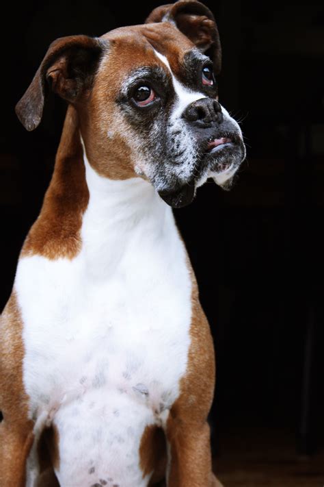 Love The Head Tilt With Images Boxer Dogs Boxer Love Boxer Mom