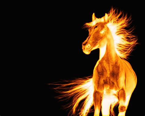 Fire Horse Wallpapers High Quality Download Free