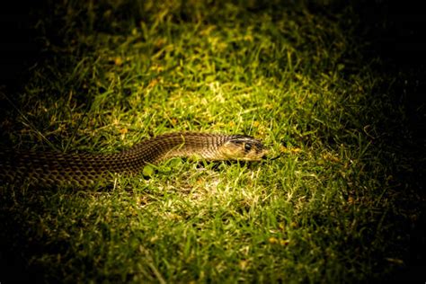 Snouted Cobra Stock Photos Pictures And Royalty Free Images Istock