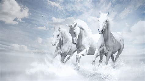 Drei Weiße Pferde Die Hd Desktop Wallpaper Leiten Widescreen High