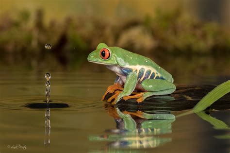 Amphibian Frog Red Eyed Tree Frog Reflection Water Wildlife Wallpaper