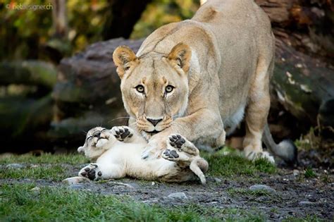 25 Of The Cutest Animal Parenting Photos Boredombash