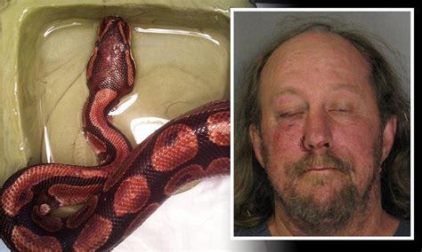 Man Arrested After Python Bite 3ft Pet Snake Has Emergency Surgery