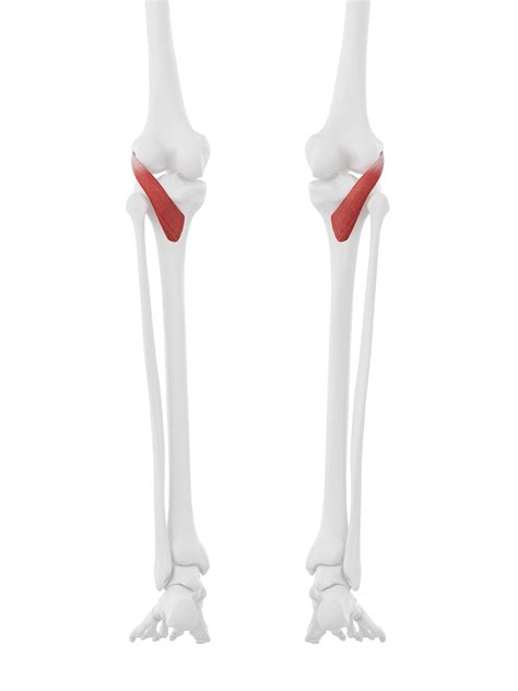 Popliteus Knee Joint Muscle Anatomy Brushing Teeth