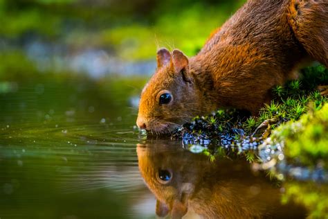 Download Close Up Reflection Rodent Animal Squirrel 4k Ultra Hd