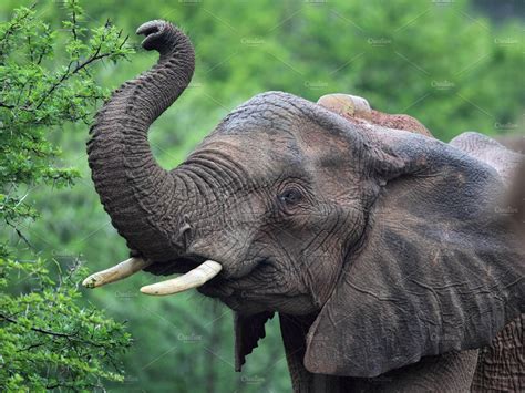 African Elephant Stock Photo Containing Amakhala And Eastern Cape