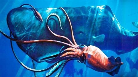 Giant squid filmed in the Gulf of Mexico