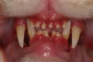 Routine prophylactic dentistry is recommended for all cats. Feline Gum Disease