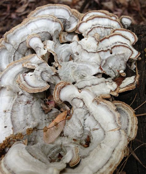 Fungus Among Us Ryechusdude