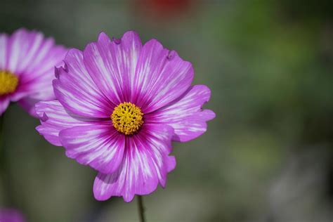 Purple Cosmos Macro Photograph By Teresa Wilson