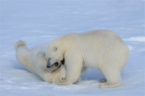 Two Polar Bear Cubs Playing Together On The Ice Stock Photo Image Of