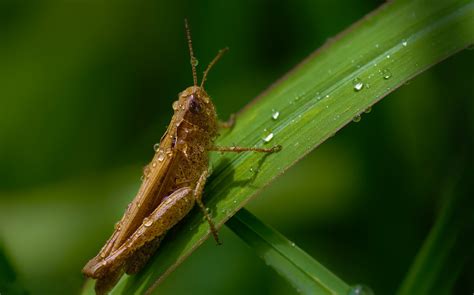 Fotos Gratis Naturaleza Fotografía Verde Fauna Invertebrado De