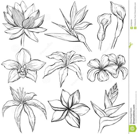Stock Illustration Tropical Flowers Sketch