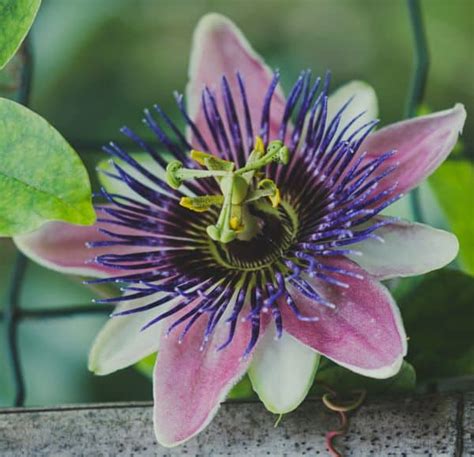 What Is The Religious Meaning Of The Passion Flower Finding God Among Us