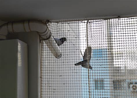Bird Netting Ppsp Pigeon Proofing Solar Panels