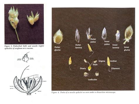 Ppt The Sorghum Plant Growth Stages And Associted Management