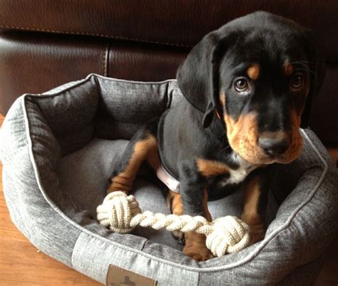 Black And Tan Coonhound Puppies For Sale Phoenix Az 259374