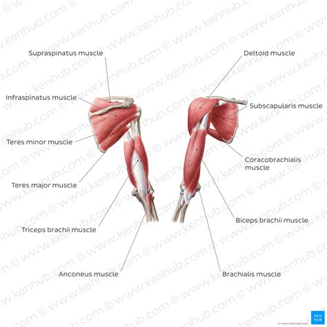 Arm Muscles Anatomy Attachments Innervation Function Kenhub