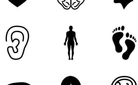 Body Parts Clipart Png Download Full Size Clipart 5280355 Pinclipart