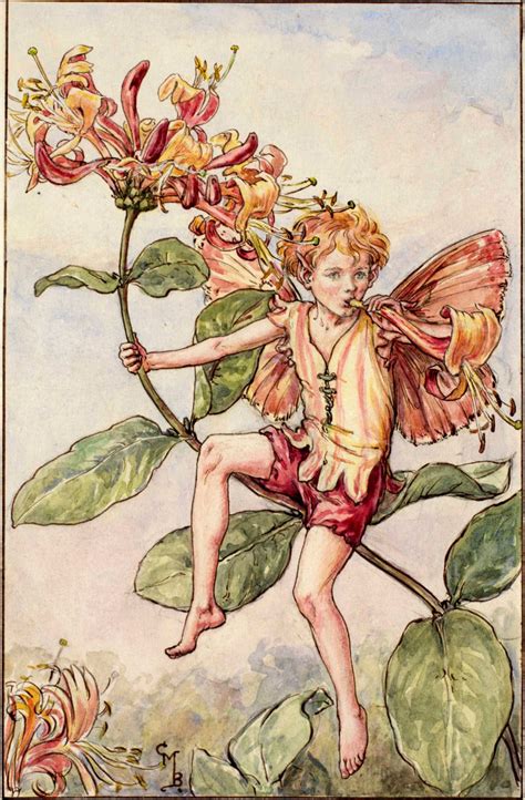 The Fairies Of The Summer Archives Flower Fairies