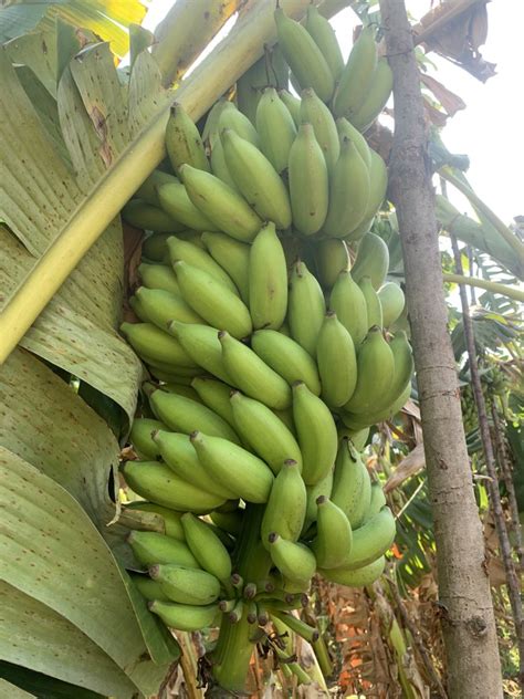 A Grade Pan India Green Yelakki Banana At Rs 40kg In Tiruchirappalli