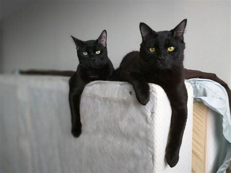 My Two Black Cats Have Two Very Different Personalities Aww
