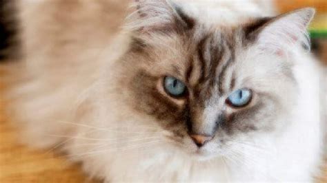 There are millions of homeless cats across the country, many of which are purebred and who need homes. Cat Facts: Ragdoll Cats | Healthy Paws