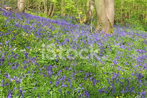 Bluebell Flowers In Spring Forest Stock Photo Royalty Free Freeimages