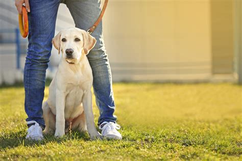 Tips To Stop Dog From Pulling On The Leash Country Veterinary Clinic