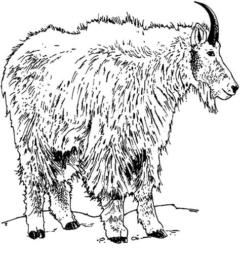 We did not find results for: Rocky Mountain Goat Coloring Pages : Color Luna in 2020 ...
