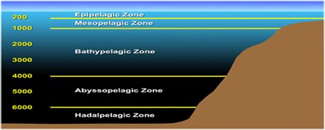 Zona laut jenis dan macam macamnya ilmugeografi com. Gusri Randa Guru Geografi: Perairan Laut dan Potensinya