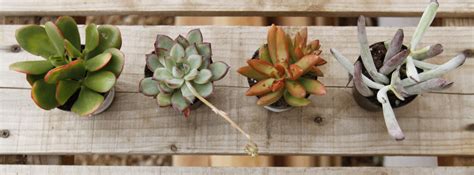 6 Easy To Grow Indoor Succulents Espoma