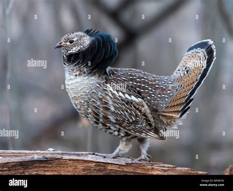 A Male Ruffed Grouse In The Spring In Minnesota Stock Photo Alamy