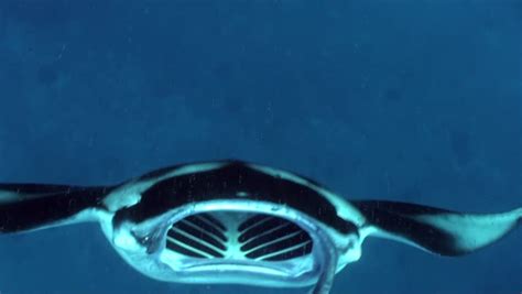 Manta Ray Throat And Gills Stock Footage Video 100 Royalty Free