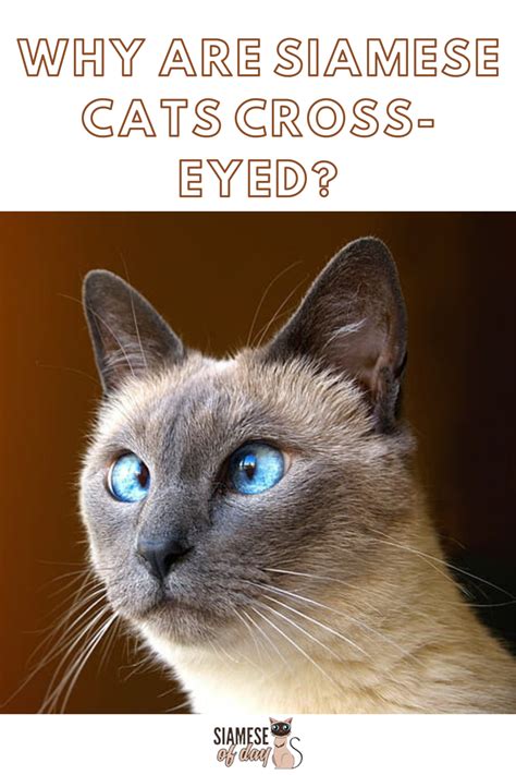 Why Are Siamese Cats Eyes Crossed 12 Design Ideas Is Your Source
