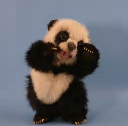 Cute Baby Panda Bear Wallpaper Best Hd Wallpapers Bab