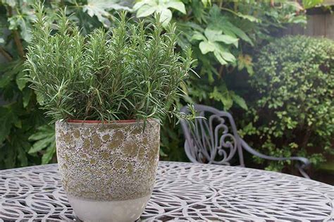 Choosing The Best Pots For Rosemary With Examples The Garden Hows