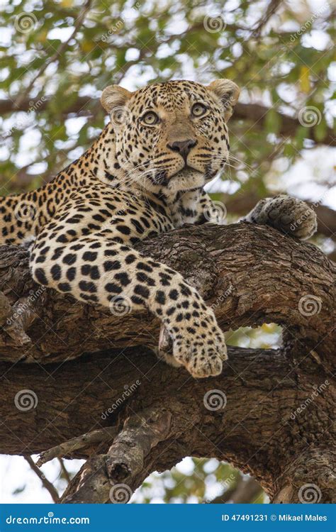 Female Leopard Resting In Tree Stock Image Image Of Animal Animals