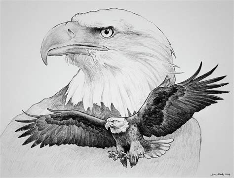 We did not find results for: Proud Eagle Drawing by James Deady