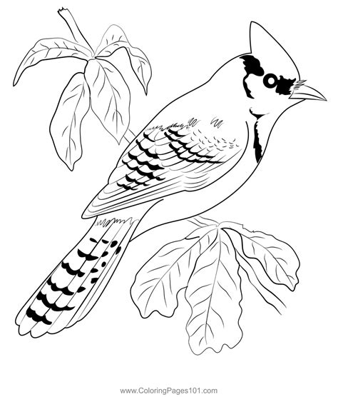 Blue Jay 2 Coloring Page For Kids Free Crows Printable Coloring Pages
