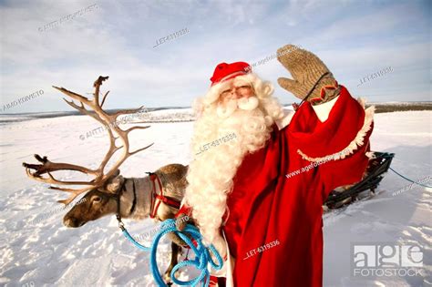Father Christmas With His Reindeer At Saariselkä Finnish Lapland